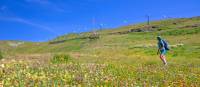 Hiker surrounded by beautiful alpine flowers on the Tour de Monte Rosa Walk | Andrew Bain