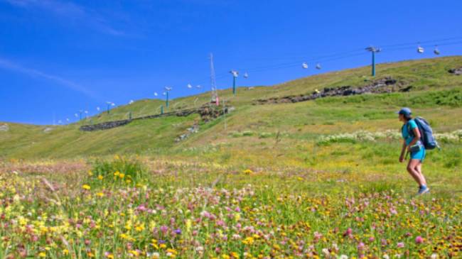 Hiker surrounded by beautiful alpine flowers on the Tour de Monte Rosa Walk | Andrew Bain