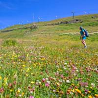 Hiker surrounded by beautiful alpine flowers on the Tour de Monte Rosa Walk | Andrew Bain