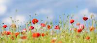Poppies on the Western Front fields