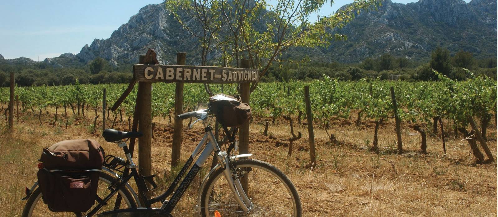 Vineyard in Provence, France |  <i>Kate Baker </i>