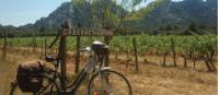 Vineyard in Provence, France |  <i>Kate Baker </i>