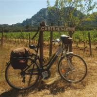 Vineyard in Provence, France | Kate Baker
