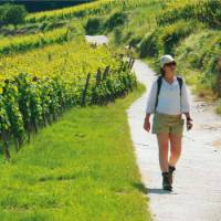 The picturesque region of Alsace is perfectly suited to self guided walking