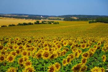 Fields of sunflowers in northern Burgundy