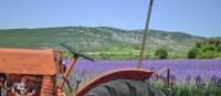 Most lavender is in bloom in Provence by late June