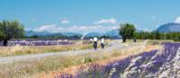 Cycle by gorgeous lavender fields in Provence