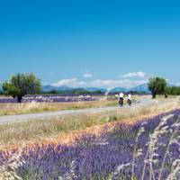 Cycle by gorgeous lavender fields in Provence