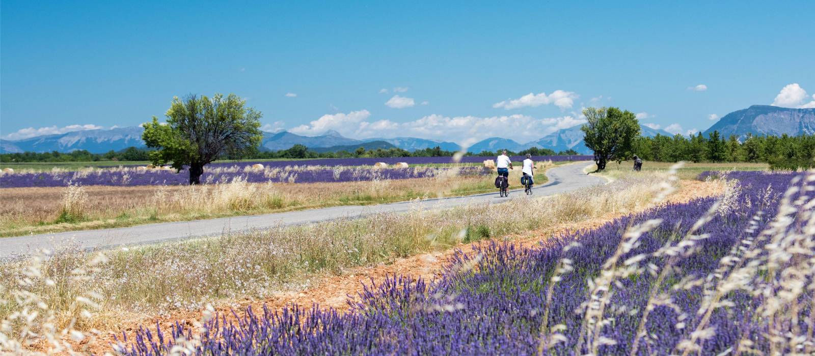 Cycle by gorgeous lavender fields in Provence