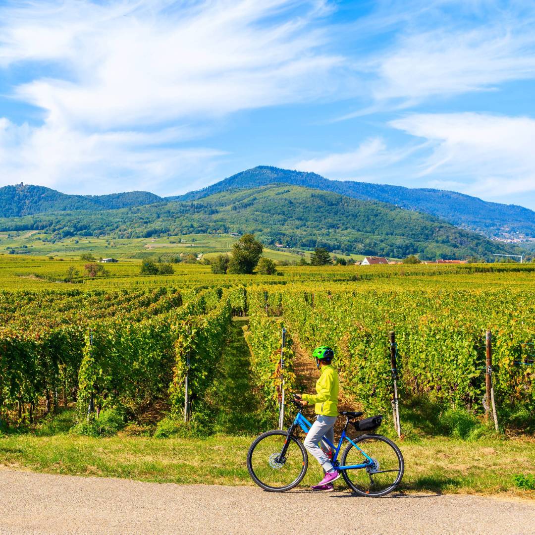 Exploring the Alsatian Wine Route in France