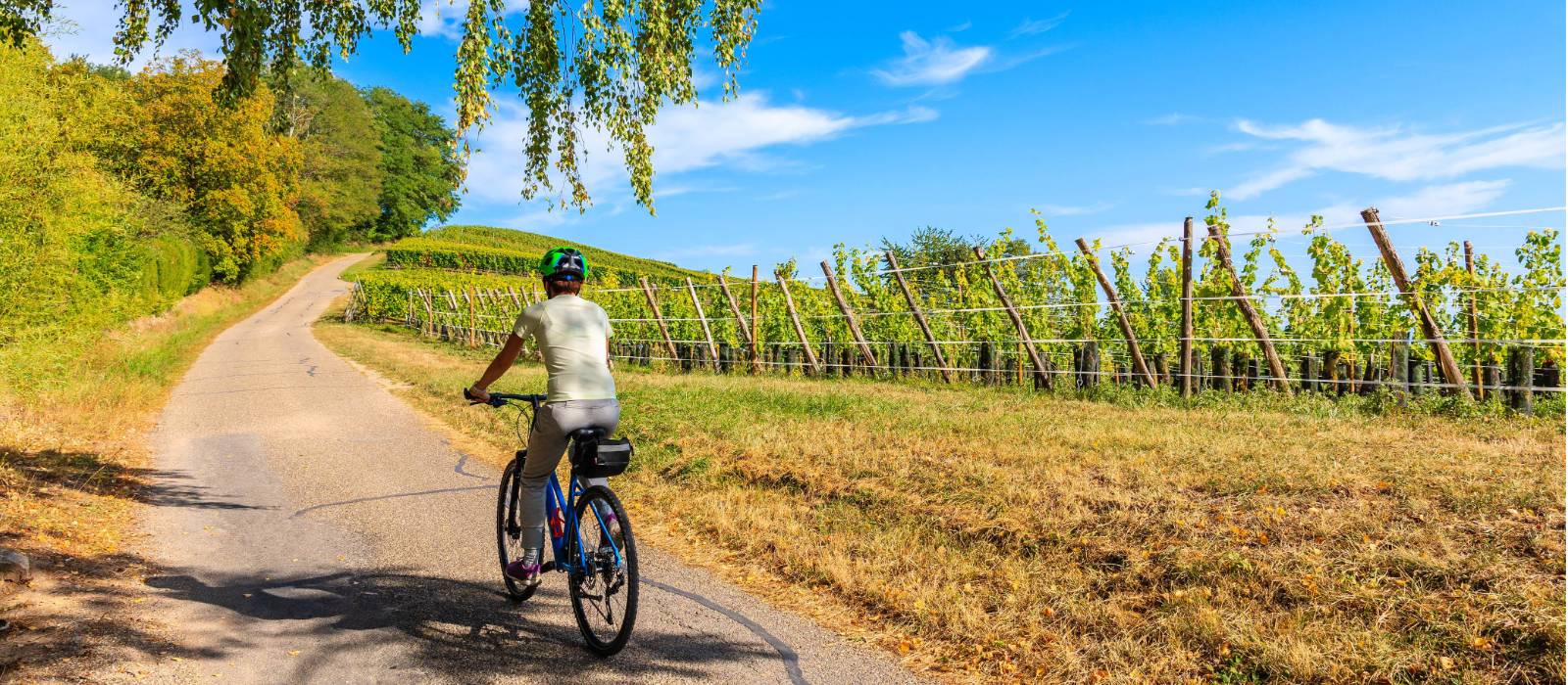 Cycling along the Alsatian Wine Route in France