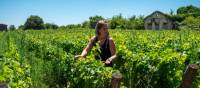 Walk among the vineyards of Bordeaux in France