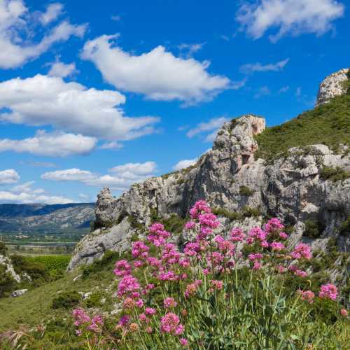 Beautiful countryside in the Alpilles