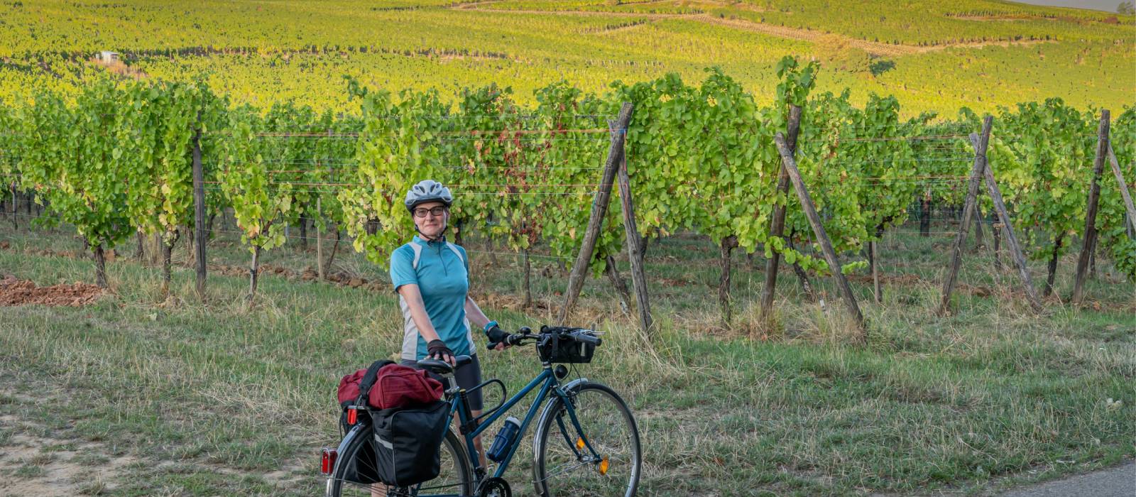 Cycle among the vineyards in Alsace