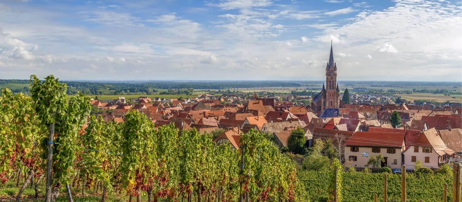 Explore the vineyards of the Alsace region in France