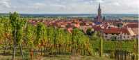 Explore the vineyards of the Alsace region in France