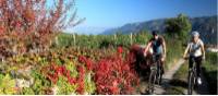 Cyclists near Lake Constance in Germany