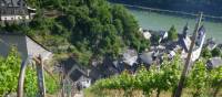 Hiking trail through the vineyards next to the Rhine River