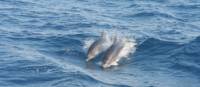 Dolphins in the Greek Islands, Greece
