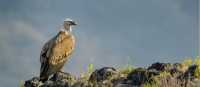 Crete is home to over 2,000 Griffon Vultures, making it the healthiest population in Greece and the largest island population globally.