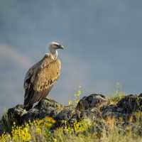 Crete is home to over 2,000 Griffon Vultures, making it the healthiest population in Greece and the largest island population globally.