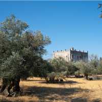 Olive trees surrounding Apano Kastro (Upper Castle) on the island of Naxos, Greece - built in 1207.