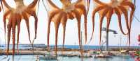 Drying octopuses in Greece