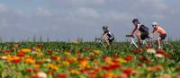 Friends cycling along a field of flowers in the Netherlands | Hollandse Hoogte