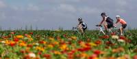 Friends cycling along a field of flowers in the Netherlands | Hollandse Hoogte