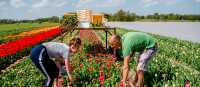 Getting hands on in the tulip gardens of Lisse | Hollandse Hoogte