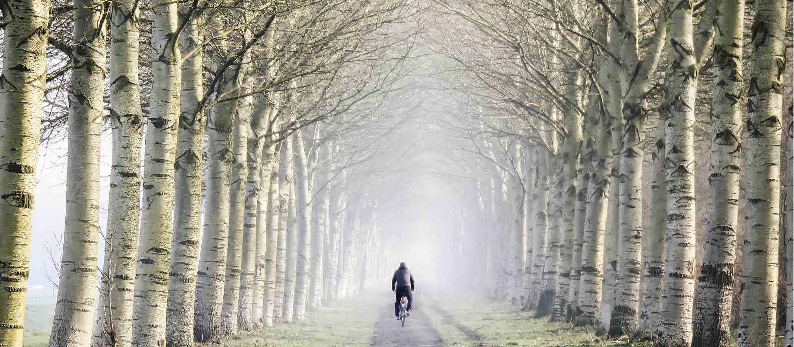 Cycling on a flat trail through a beautiful forest in the Netherlands | Claire Droppert