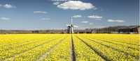 Mesmerising fields of yellow fields and a windmill in Holland | Claire Droppert