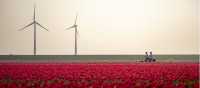 Cycling between the tulip fields in Holland | Claire Droppert