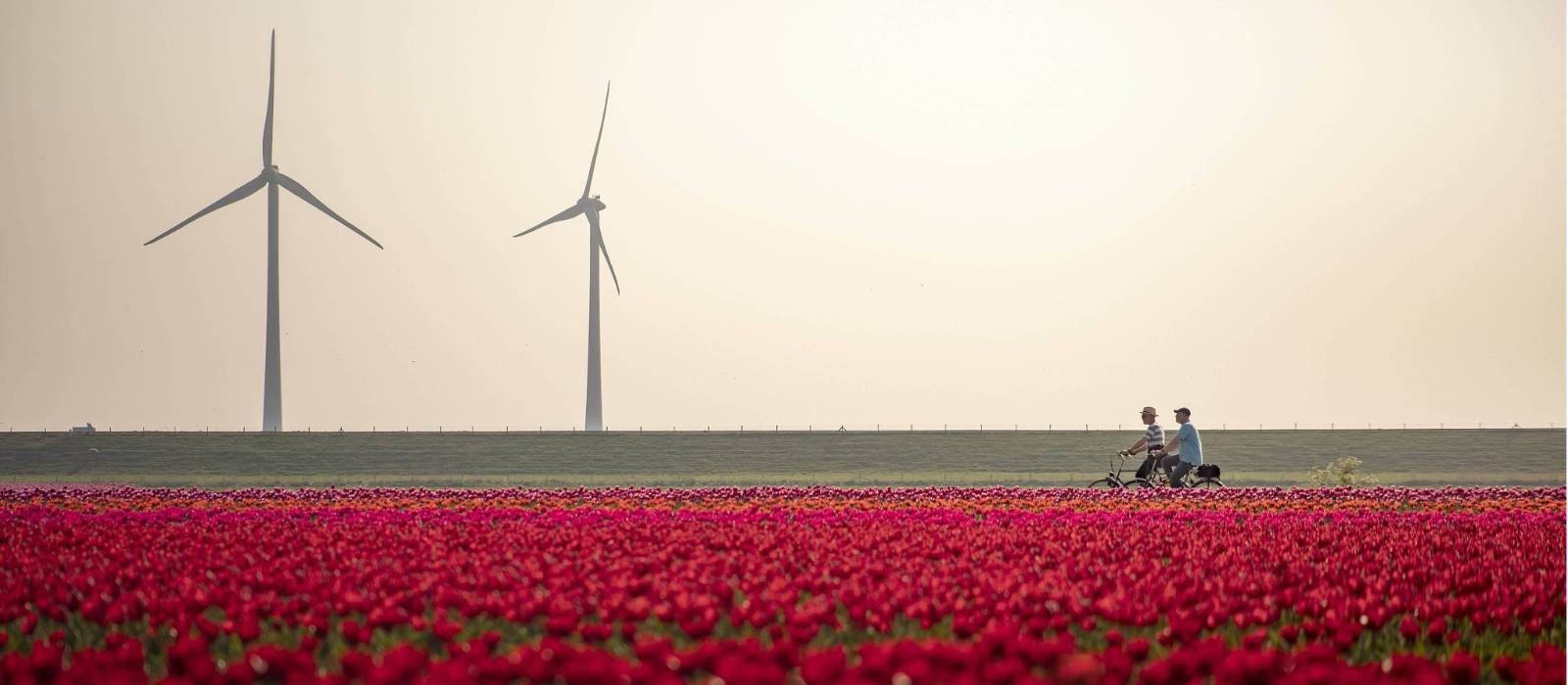 Cycling between the tulip fields in Holland | Claire Droppert