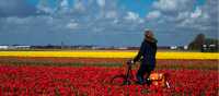 Cycle through the tulip fields of Holland | Cris Toala Olivares