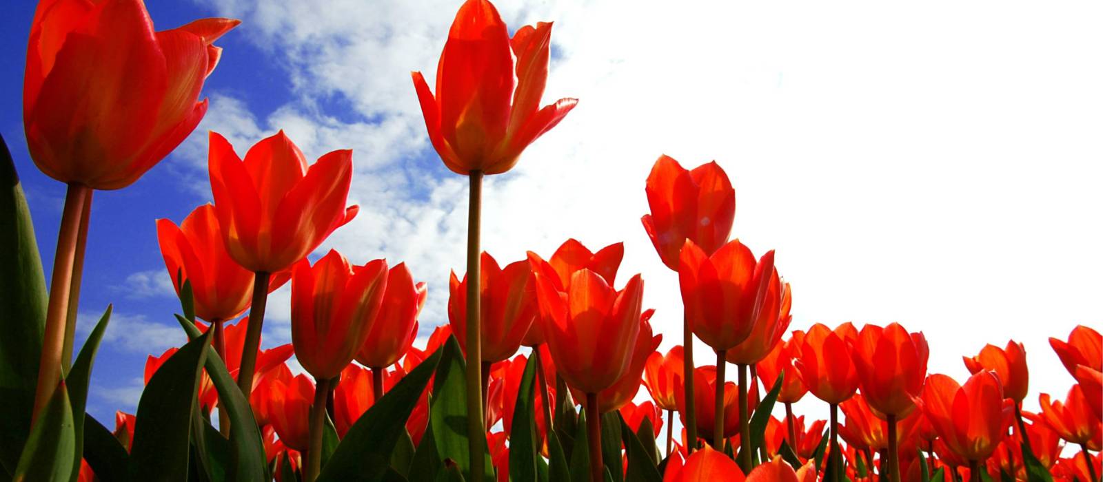 Cycle past flower fields during Spring towards the Keukenhof | NBTC