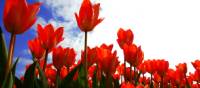 Cycle past flower fields during Spring towards the Keukenhof | NBTC