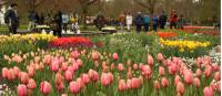 Cycle to the Keukenhof Gardens from Amsterdam |  <i>Richard Tulloch</i>