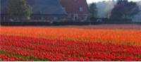 Cycle through the typical Dutch countryside in spring
