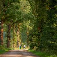 Forest paths on Pieterpad Trail in Holland