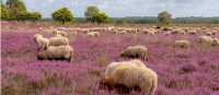 Sheep in the Drenthe Heath in Holland