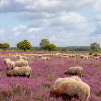 Sheep in the Drenthe Heath in Holland