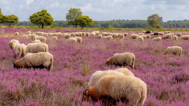 Sheep in the Drenthe Heath in Holland