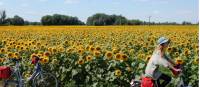 Cycling past a field of sunflowers in Hungary |  <i>Lilly Donkers</i>