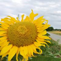 Cycling past sunflowers in Hungary | Lilly Donkers