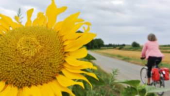 Cycling past sunflowers in Hungary | Lilly Donkers