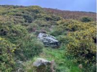Glimpse of the contrasting colours and flowers on the Wicklow Way |  <i>Mélodie Théberge</i>