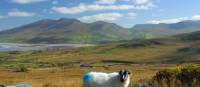 The stunning Dingle Way