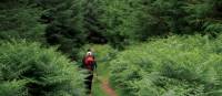 Verdant hills of Glencree Valley | Nick Kostos