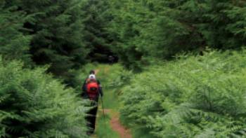 Verdant hills of Glencree Valley | Nick Kostos